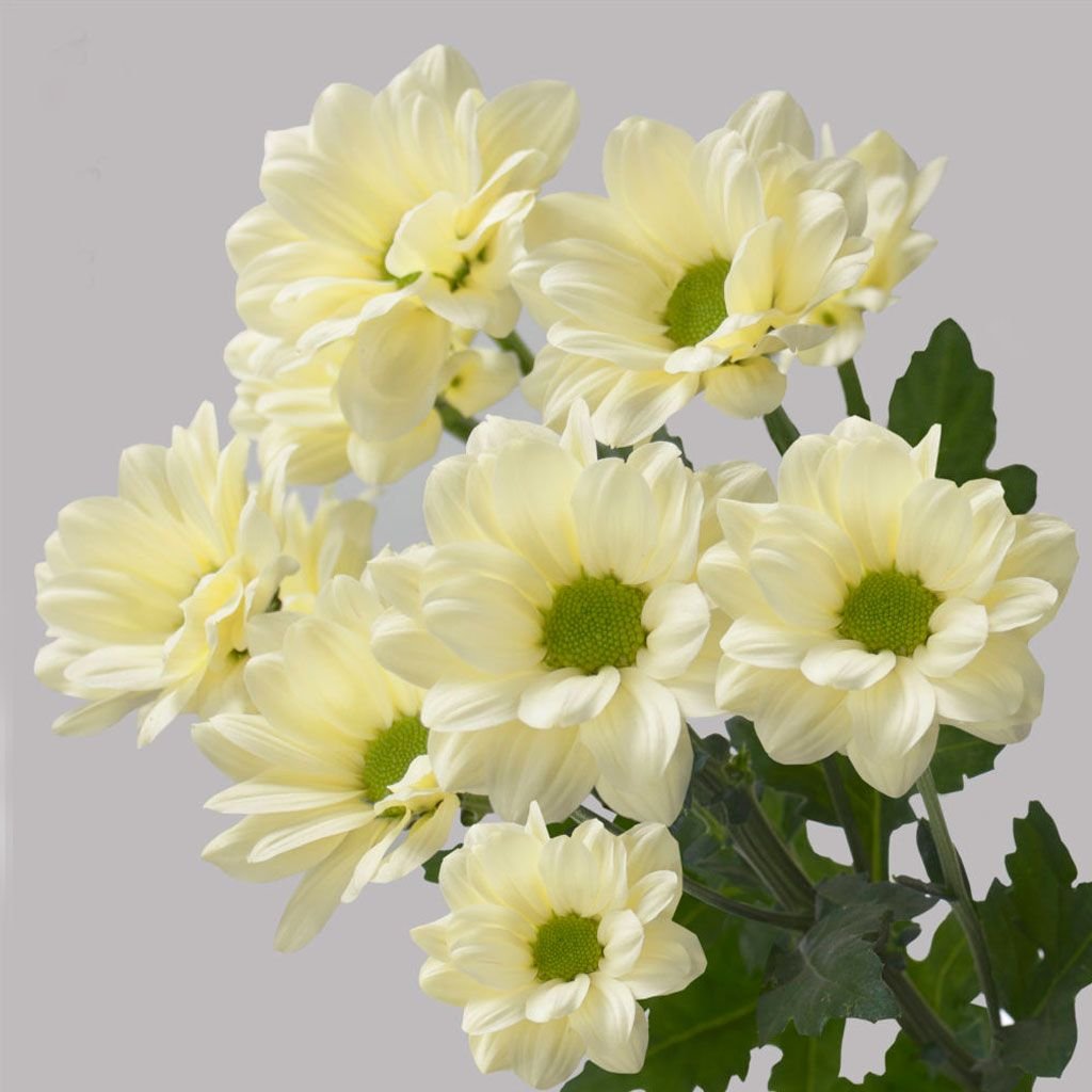 Хризантема кустовая prosecco фото