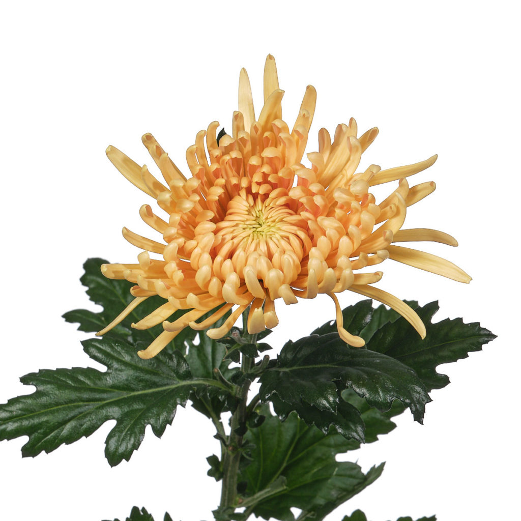 хризантема одноголовая петр фото