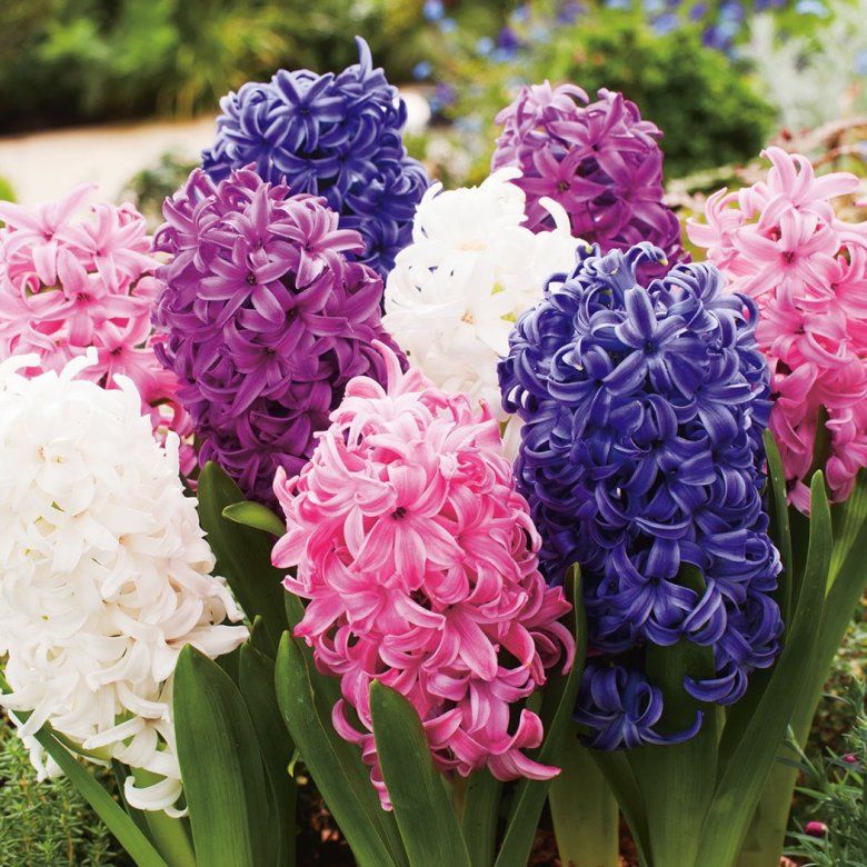 Гиацинт Hyacinthus Mix