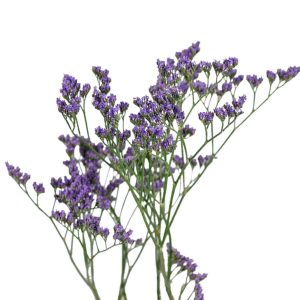 Статица СОЧИ сухоцвет