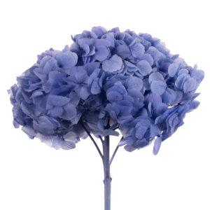 Гидрангея Verena Blue Classic дл. сухоц