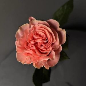 Роза одноголовая